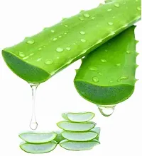 Aloe Vera plant ( pack of 1)-thumb1