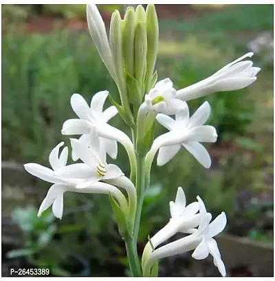 Rajanigondha flower plant-thumb3