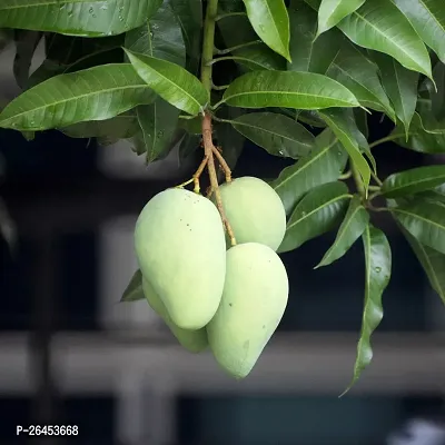 Himsagar Mango plant ( pack of 1)