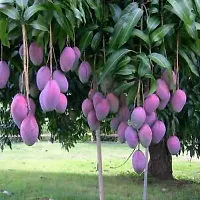 Himsagar Mango plant ( pack of 1)-thumb1