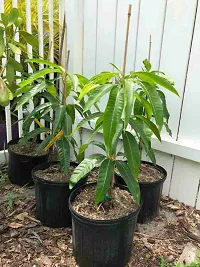 Himsagar Mango plant ( pack of 1)-thumb2