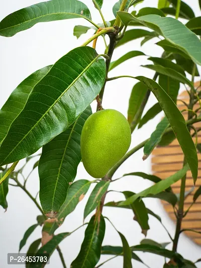 Gulab khaas Mango plant ( pack of 1)