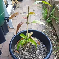 Gulab khaas Mango plant ( pack of 1)-thumb1