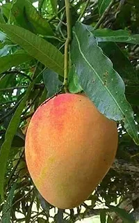 Alphonso mango plant ( pack of 1)-thumb2