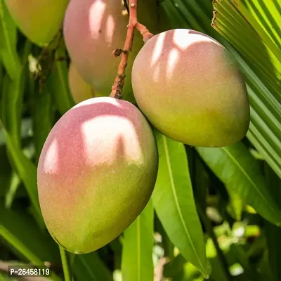 Himsagar Mango plant ( pack of 1)-thumb0