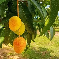 Himsagar Mango plant ( pack of 1)-thumb2
