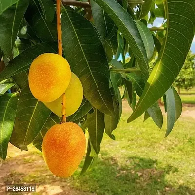 Himsagar Mango plant ( pack of 1)-thumb3