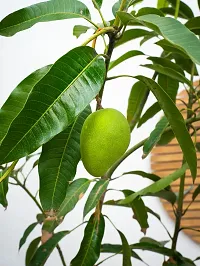 Bombay mango plant ( pack of 1)-thumb2