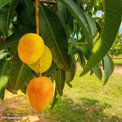 Bombay mango plant ( pack of 1)-thumb3