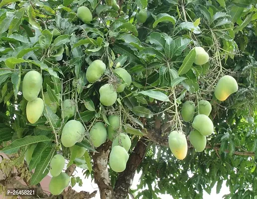Gulab khaas Mango plant (pack of 1)-thumb0