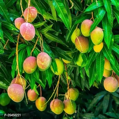 Gulab khaas Mango plant (pack of 1)-thumb3