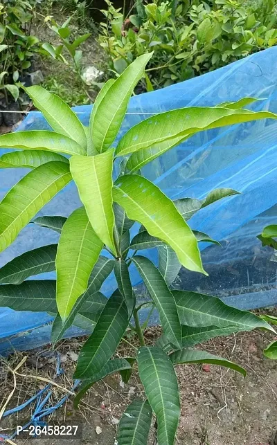 Gulab khaas Mango plant (pack of 1)