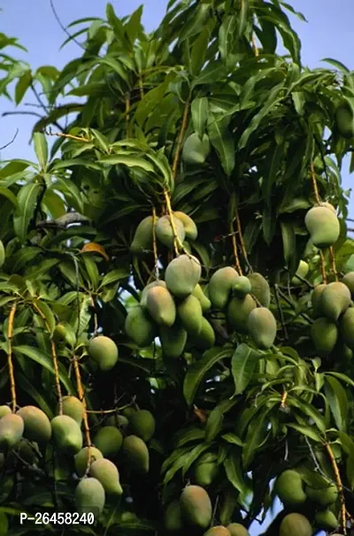 Alphonso mango plant ( pack of 1)