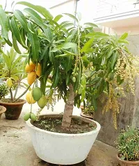 Alphonso mango plant ( pack of 1)-thumb1