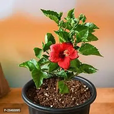 Red joba flower plant ( pack of 1)-thumb0