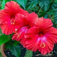 Red joba flower plant ( pack of 1)-thumb2