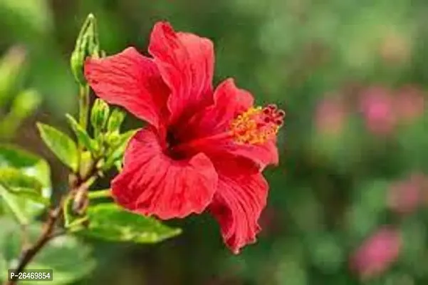 Red joba flower plant ( Pack of 1)-thumb0