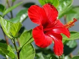 Red joba flower plant ( Pack of 1)-thumb2