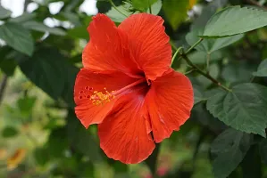 Red joba flower plant ( Pack of 1)-thumb1