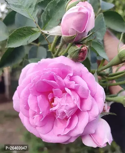 Pink rose flower plant ( pack of 1)
