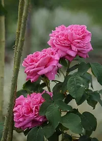 Pink rose flower plant ( pack of 1)-thumb1
