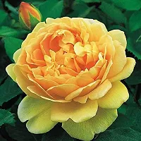 Yellow rose flower plant ( pack of 1)-thumb1