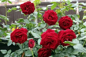 Red rose flower plant ( pack of 1)-thumb2