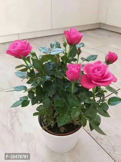 Pink rose flower plant ( pack of 1)-thumb0