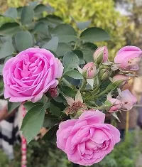 Pink rose flower plant ( pack of 1)-thumb1