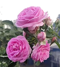 Pink rose flower plant ( pack of 1)-thumb2