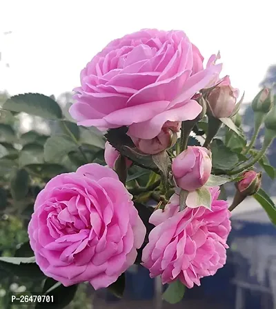 Pink rose flower plant ( pack of 1)-thumb3