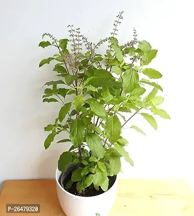 Tulsi plant ( pack of 1)