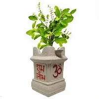 Tulsi plant ( pack of 1)-thumb1