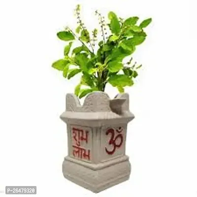 Tulsi plant ( pack of 1)-thumb2