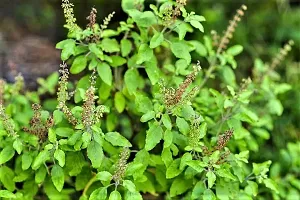 Tulsi plant ( pack of 1)-thumb2