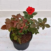 Red rose flower plant ( pack of 1)-thumb2
