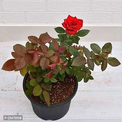 Red rose flower plant ( pack of 1)-thumb3
