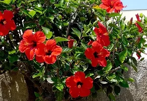 Red joba flower plant ( pack of 1)-thumb2