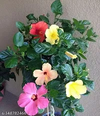 Beautyful joba flower plant ( pack of 1)-thumb1