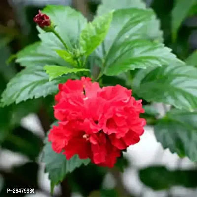 All season flower plant ( pack of 1)-thumb0