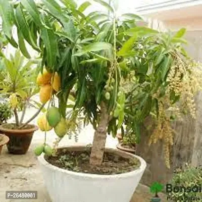 Himsagar Mango plant ( pack of 1)-thumb0