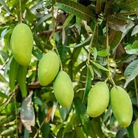 Himsagar Mango plant ( pack of 1)-thumb1