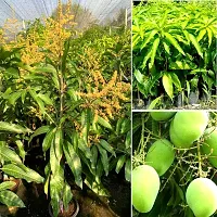 Himsagar Mango plant ( pack of 1)-thumb2