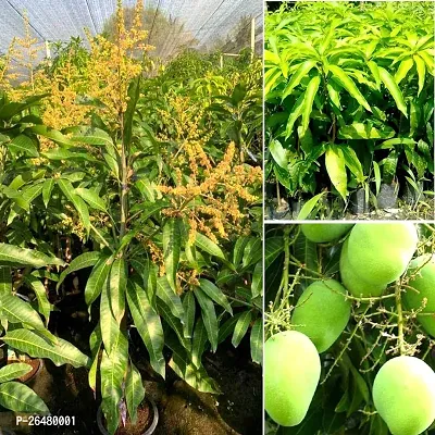 Himsagar Mango plant ( pack of 1)-thumb3