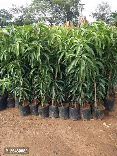 Bombay mango plant ( pack of 1)