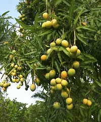 Bombay mango plant ( pack of 1)-thumb1