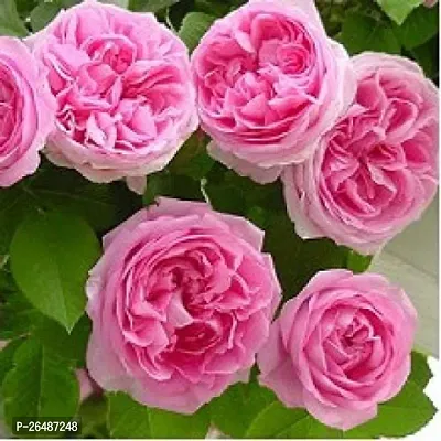 Pink rose flower plant ( pack of 1)-thumb2