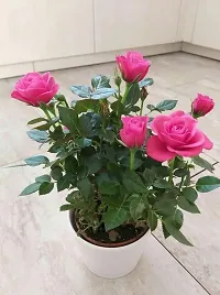 Pink rose flower plant ( pack of 1)-thumb2