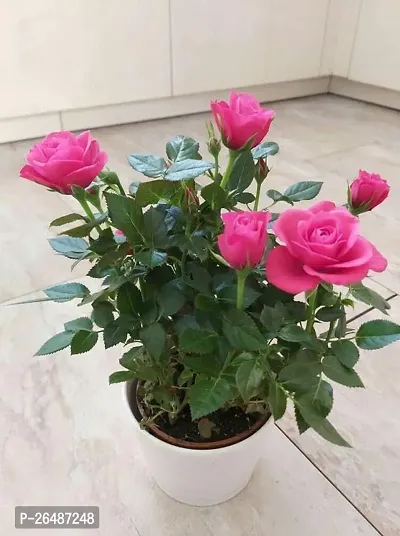 Pink rose flower plant ( pack of 1)-thumb3