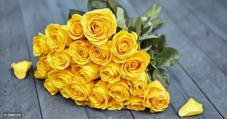 Yellow rose flower plant ( pack of 1)-thumb0